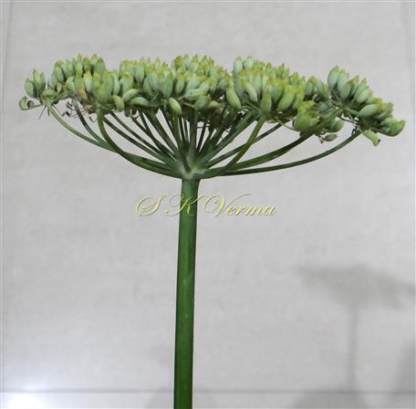  Inflorescence with fruits